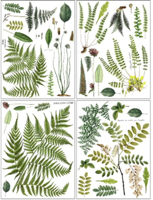 Fronds pages Fronds Botanical Transfer