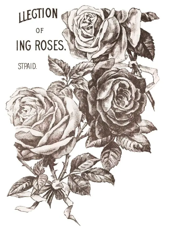 IOD TRA MAY Page 4 May's Roses IOD Transfer
