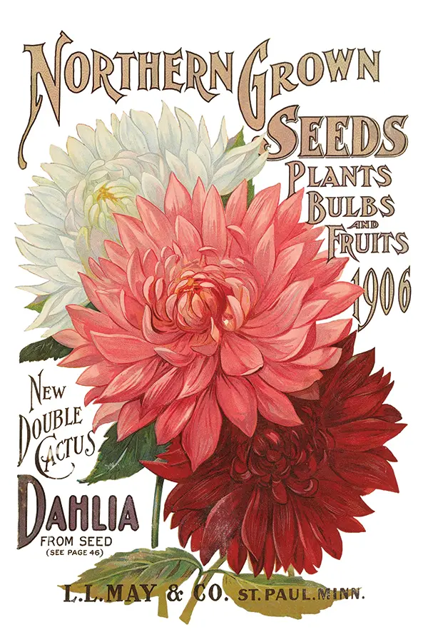 IOD TRA SEE page 5 Seed Catalog IOD Transfer - PREORDER